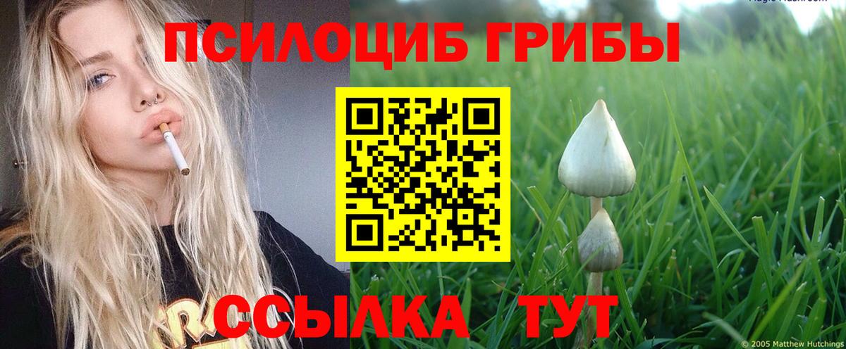 Псилоцибиновые грибы Psilocybine cubensis Балашов