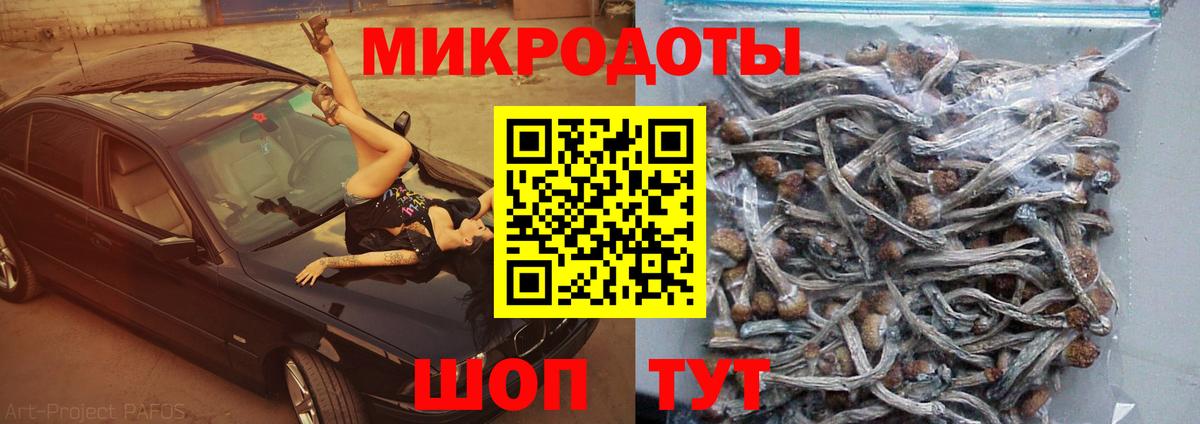 Псилоцибиновые грибы Cubensis  Галлюциногенные грибы прущие грибы  Балашов  Вход с VPN 