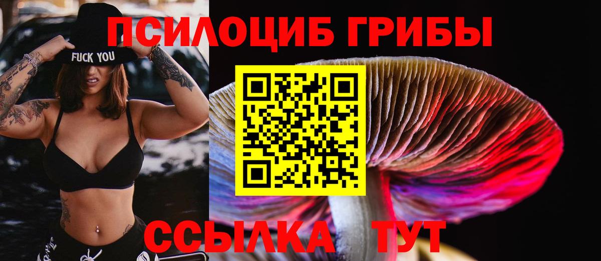 как найти наркотики  Балашов  Галлюциногенные грибы Psilocybe 